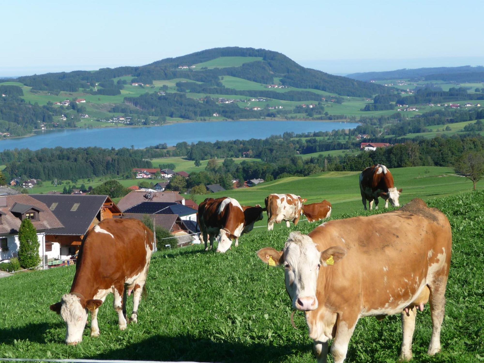 Familienferienhof Stabauer Zell am Moos Ngoại thất bức ảnh